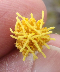 Pegolettia baccaridifolia