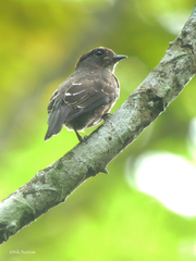 Bradornis fuliginosus