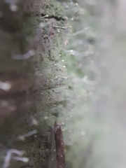 Chaenotheca gracilenta