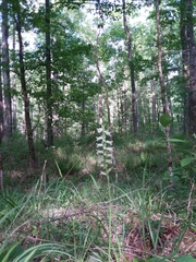 Spiranthes sylvatica