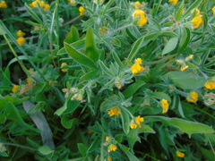 Anthyllis circinnata