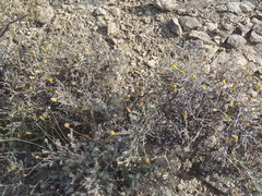 Pegolettia retrofracta