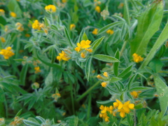 Anthyllis circinnata