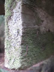 Chaenotheca gracilenta