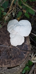 Fungi