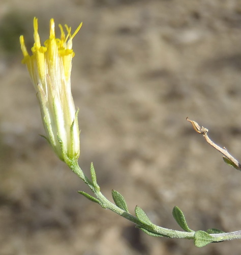Image of Common Draaibos (Pegolettia retrofracta) by (c) Nicola van Berkel, some rights reserved (CC BY-SA)