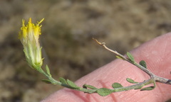 Pegolettia retrofracta