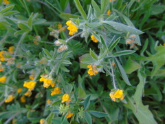 Anthyllis circinnata