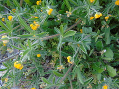 Anthyllis circinnata