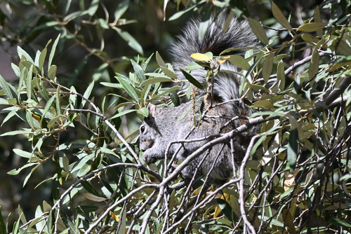 Arizona Gray Squirrel observed by helmwige