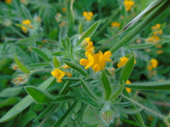 Anthyllis circinnata