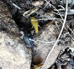 Tricholepisma aureum