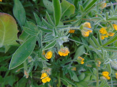 Anthyllis circinnata