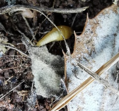 Tricholepisma aureum