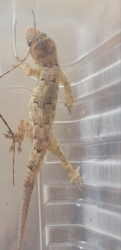 Tropical House Gecko