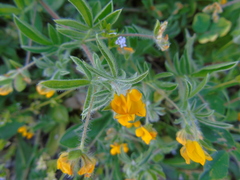 Anthyllis circinnata