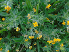 Anthyllis circinnata