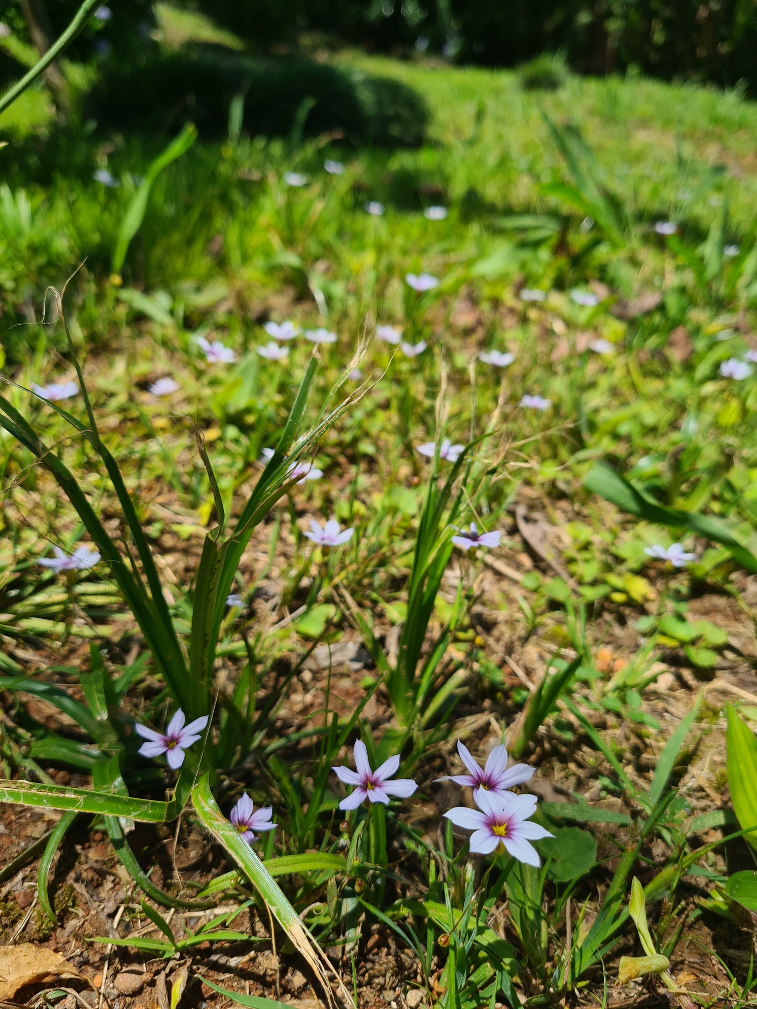 Sisyrinchium micranthum