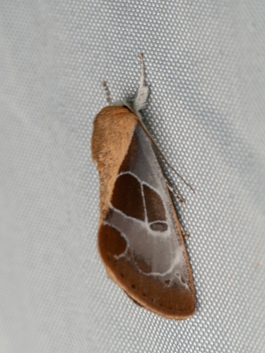Westermannia nobilis