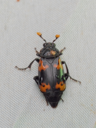 Nicrophorus nepalensis