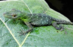 Anolis punctatus boulengeri
