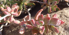 Crassula rogersii