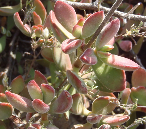 Crassula rogersii