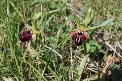 Ophrys mammosa