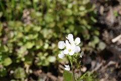 Cardamine tenera