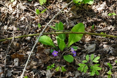 Primula vulgaris rubra