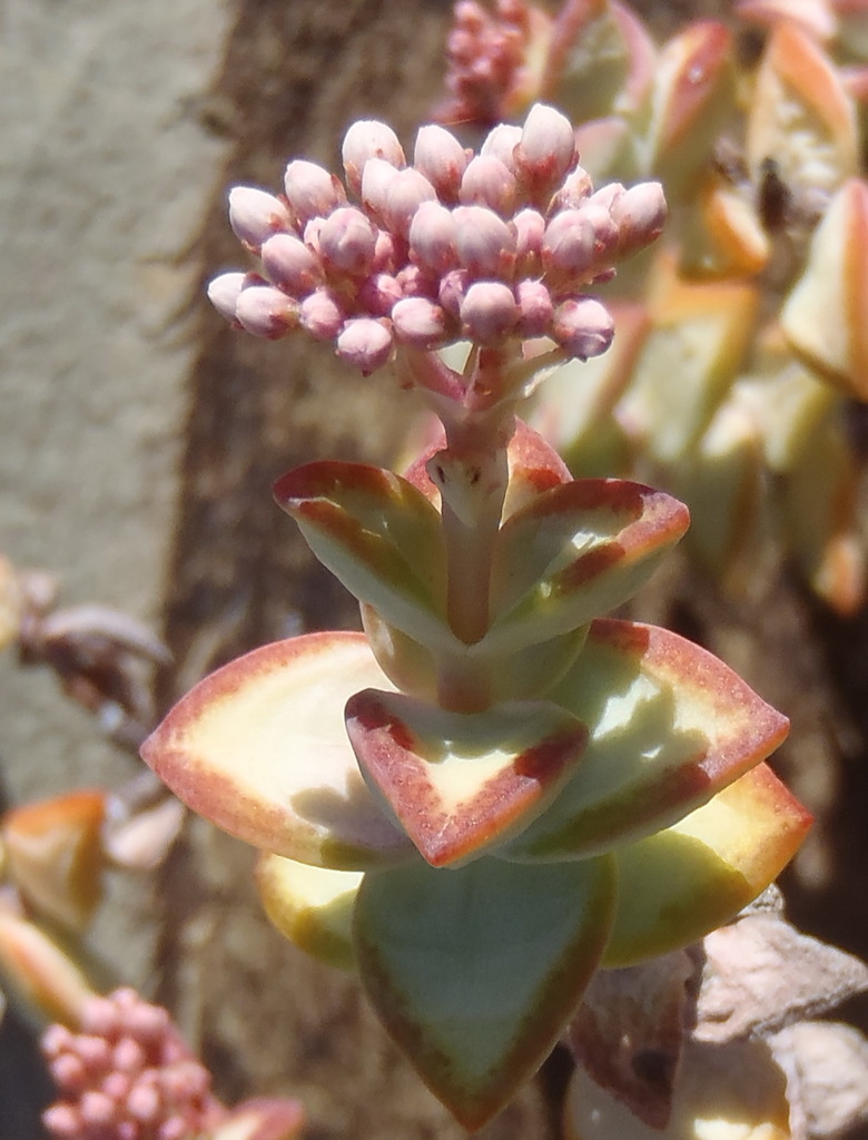 Crassula rupestris