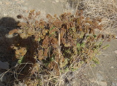 Crassula tetragona robusta