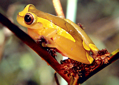 Dendropsophus bifurcus