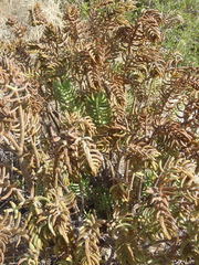 Crassula tetragona robusta
