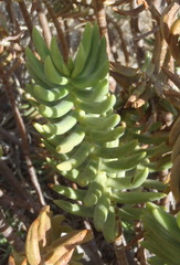 Crassula tetragona robusta