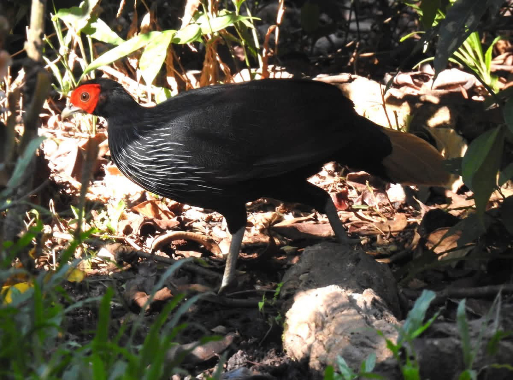 Sempidan merah (Lophura erythrophthalma)