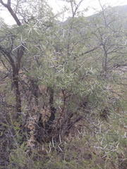 Vachellia karroo