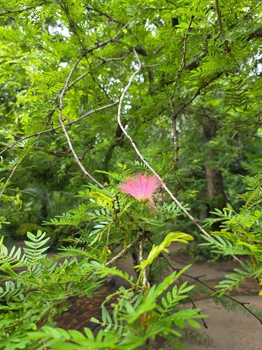 Suriname stickpea
