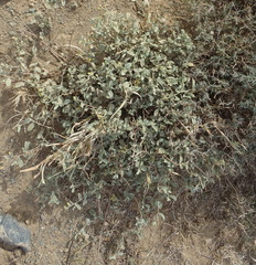 Hermannia minutiflora