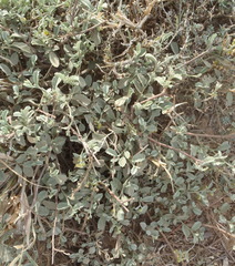 Hermannia minutiflora