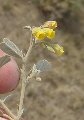 Hermannia minutiflora