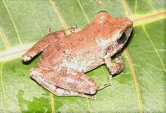 Pristimantis malkini