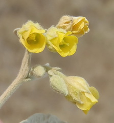 Hermannia minutiflora