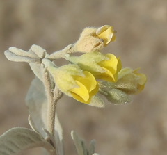 Hermannia minutiflora