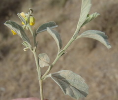 Hermannia minutiflora