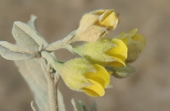 Hermannia minutiflora