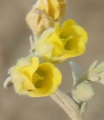Hermannia minutiflora