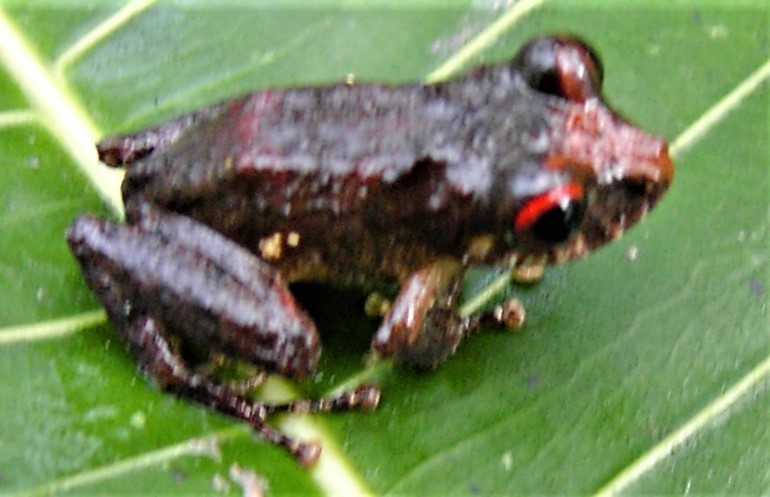 Blended Rainfrog