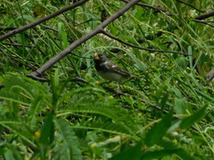 Sporophila peruviana