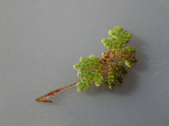 Azolla caroliniana